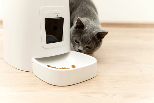 Best Automatic Cat Feeders for Busy Pet Owners