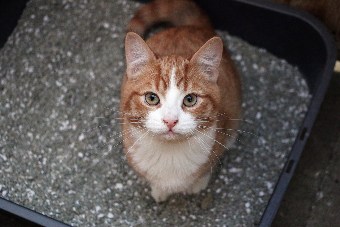 Best Premium Cat Litters to Pamper Your Furry Friend
