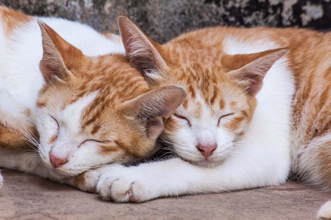75 Cool Cat Names: Unique & Fun Options for Your Feline