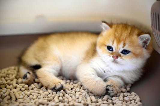 Best Tofu Cat Litter: Eco-Options For Your Home
