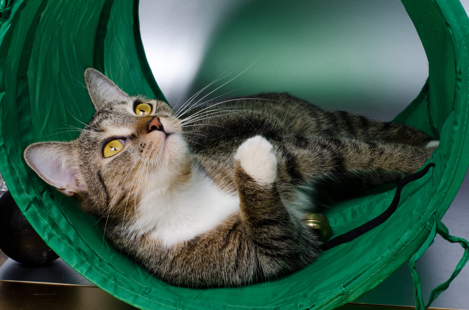 How to Choose the Right Cat Tunnel Size