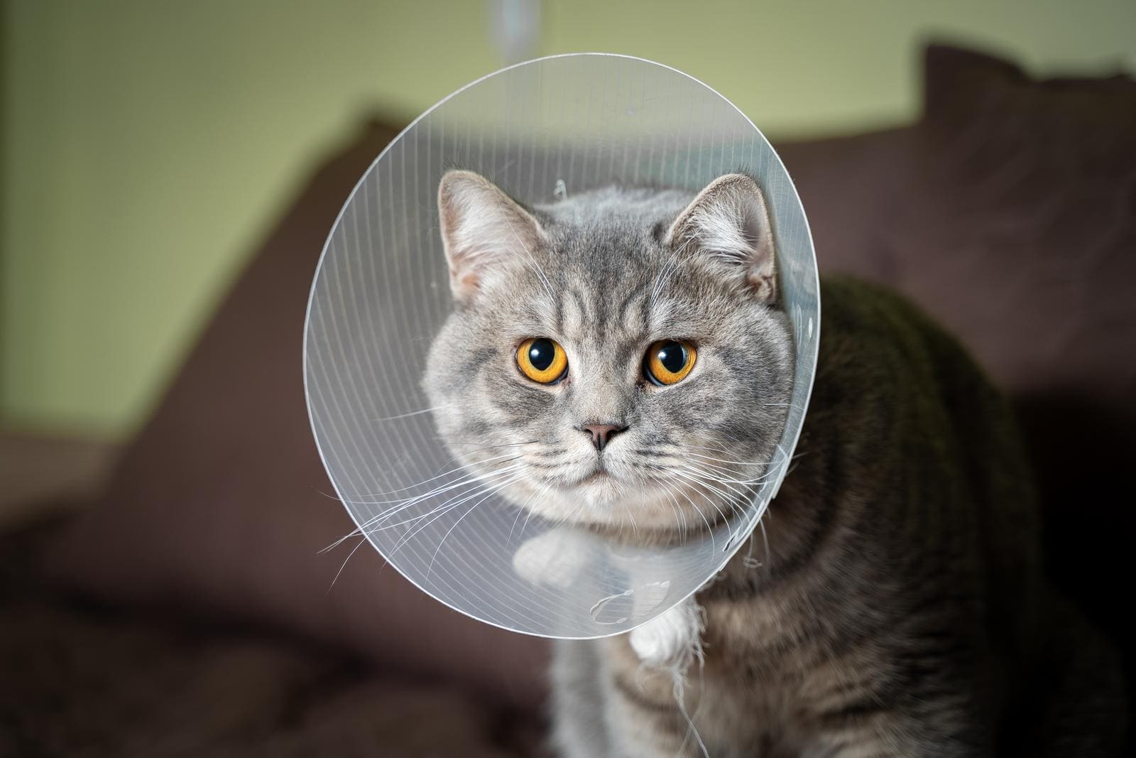 Recovery & Health Support